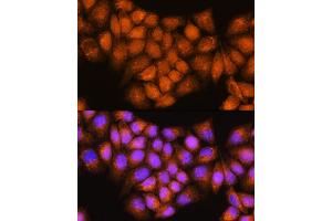Immunofluorescence (IF) image for anti-Archain 1 (ARCN1) (AA 212-511) antibody (ABIN7265658)
