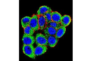 Confocal immunofluorescent analysis of L Sumoylation Site Antibody (ABIN389073 and ABIN2839274) with Hela cell followed by Alexa Fluor 488-conjugated goat anti-rabbit lgG (green). (PML Antikörper  (Sumoylation Site))