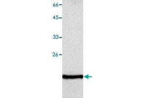Western blot analysis of Jurkat whole cell lystae with GLO1 monoclonal antibody, clone 14  at 1:500 dilution. (GLO1 Antikörper  (AA 83-184))