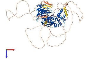 DENND1C Protein (AA 1-801) (His tag)