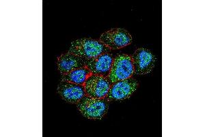 Confocal immunofluorescent analysis of TSPYL6 Antibody (Center) (ABIN655239 and ABIN2844842) with Hela cell followed by Alexa Fluor 488-conjugated goat anti-rabbit lgG (green). (TSPY-Like 6 Antikörper  (AA 206-235))