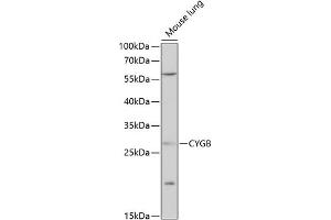 Western blot analysis of extracts of mouse lung, using CYGB antibody  at 1:1000 dilution. (CYGB Antikörper  (AA 1-190))