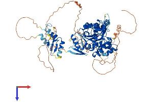 TRMT1L Protein (AA 1-728) (His tag)