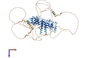 NFKBIZ Protein (AA 1-718) (His tag)