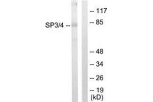 Western blot analysis of extracts from Jurkat cells, using SP3/4 Antibody. (Sp3/4 Antikörper  (AA 671-720))