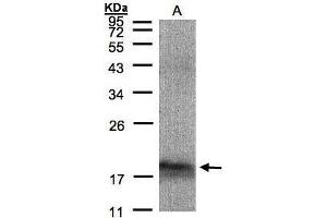 WB Image Sample(30 μg of whole cell lysate) A:293T 12% SDS PAGE antibody diluted at 1:1500 (MANF Antikörper)