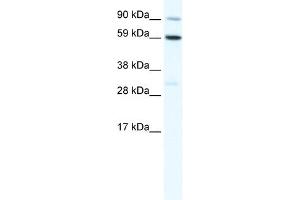 WB Suggested Anti-TBX21 Antibody Titration:  1. (T-Bet Antikörper  (C-Term))