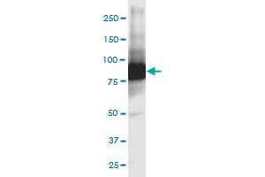 Western Blotting (WB) image for anti-Glutamate-Cysteine Ligase, Catalytic Subunit (GCLC) (AA 528-637) antibody (ABIN561050)