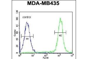 C Antibody (N-term) (ABIN654933 and ABIN2844576) flow cytometric analysis of MDA-M cells (right histogram) compared to a negative control cell (left histogram). (SWT1 Antikörper  (N-Term))