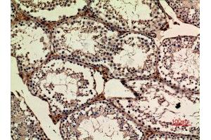 Immunohistochemistry (IHC) analysis of paraffin-embedded Mouse Ovary, antibody was diluted at 1:100. (APLP1 Antikörper  (Internal Region))