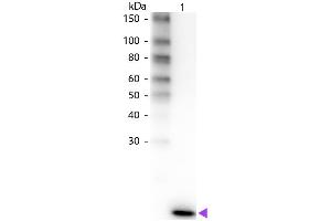 Western Blot of Rabbit anti-Human IL-2 Biotin Conjugated Antibody. (IL-2 Antikörper  (Biotin))