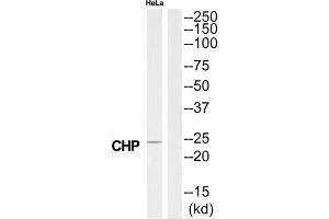 Western Blotting (WB) image for anti-Calcium Binding Protein P22 (CHP) (N-Term) antibody (ABIN1850961) (CHP Antikörper  (N-Term))