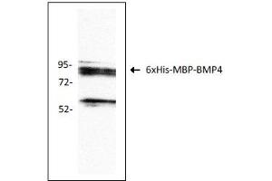 Antigen: 6xHis-MBP-BMP4 recombinant protein (ABIN2703604)  Primary Antibody: Anti-BMP4 monoclonal (PA354-16. (BMP4 Antikörper  (AA 25-408))
