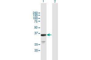 Western Blot analysis of OLIG2 expression in transfected 293T cell line by OLIG2 MaxPab polyclonal antibody. (OLIG2 Antikörper  (AA 1-323))