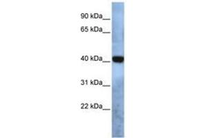 Image no. 1 for anti-Transmembrane Protein 115 (TMEM115) (AA 35-84) antibody (ABIN6740993) (TMEM115 Antikörper  (AA 35-84))