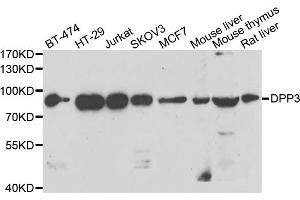 Western blot analysis of extracts of various cell lines, using DPP3 antibody (ABIN5975468) at 1/1000 dilution. (DPP3 Antikörper)