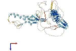 SEC31B Protein (AA 1-1179) (His tag)