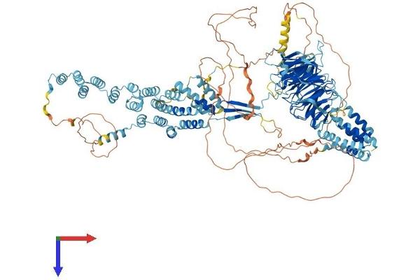 SEC31B Protein (AA 1-1179) (His tag)