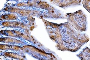 IHC analysis of Tspan-8/Tspan8 using anti-Tspan-8/Tspan8 antibody (ABIN7599681). (Tspan-8 Antikörper  (AA 108-203))