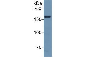 Detection of NOS1 in Mouse Cerebrum lysate using Polyclonal Antibody to Nitric Oxide Synthase 1, Neuronal (NOS1) (NOS1 Antikörper  (AA 9-136))