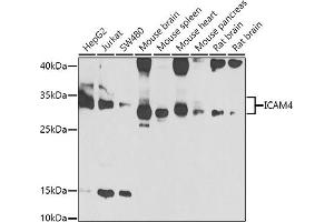 Western blot analysis of extracts of various cell lines, using IC antibody (ABIN6129523, ABIN6142121, ABIN6142122 and ABIN6223312) at 1:1000 dilution. (ICAM4 Antikörper  (AA 20-140))
