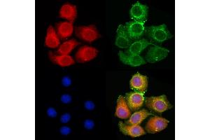 ABIN6261280 and ABIN6279617 staining HepG2 cells by IF/ICC. (Non-Syndromic Hearing Impairment Protein 5 (GSDME) (C-Term) Antikörper)
