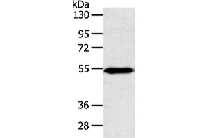 Western blot analysis of Mouse heart tissue using ZNF239 Polyclonal Antibody at dilution of 1:800 (ZNF239 Antikörper)