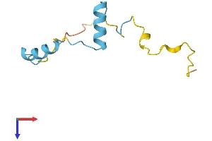 MUSTN1 Protein (AA 1-82) (Fc Tag)