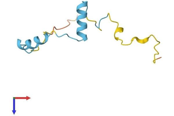 MUSTN1 Protein (AA 1-82) (Fc Tag)