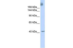 WB Suggested Anti-TAF1 Antibody Titration:  0. (TAF1 Antikörper  (Middle Region))