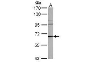 Image no. 1 for anti-WAS Protein Family, Member 3 (WASF3) (AA 35-208) antibody (ABIN1501749) (WASF3 Antikörper  (AA 35-208))