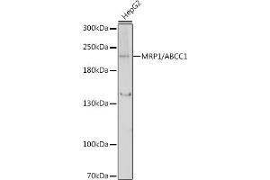 Western blot analysis of extracts of HepG2 cells, using MRP1/ antibody (ABIN6129852, ABIN6136353, ABIN6136354 and ABIN6215081) at 1:1000 dilution. (ABCC1 Antikörper  (AA 850-960))