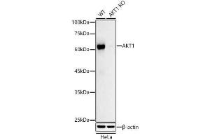 Western blot analysis of extracts from wild type(WT) and  knockout (KO) HeLa cells, using  antibody (ABIN7271243) at 1:1000 dilution. (AKT1 Antikörper)