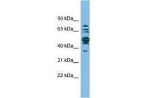 Image no. 1 for anti-serine Hydroxymethyltransferase 1 (Soluble) (SHMT1) (AA 35-84) antibody (ABIN6744856) (SHMT1 Antikörper  (AA 35-84))