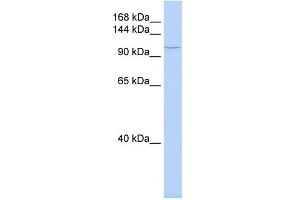 WB Suggested Anti-TMF1 Antibody Titration:  0. (TMF1 Antikörper  (Middle Region))
