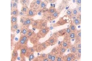 Used in DAB staining on fromalin fixed paraffin- embedded Kidney tissue (HAUS7 Antikörper  (AA 127-369))