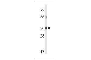 DHRS7C Antibody (Center) (ABIN657710 and ABIN2846701) western blot analysis in human placenta tissue lysates (35 μg/lane). (DHRS7C Antikörper  (AA 116-145))