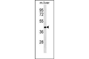 Western blot analysis of RASSF10 Antibody  in Mouse liver tissue lysates (35ug/lane). (RASSF10 Antikörper  (Middle Region))