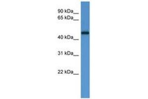 Image no. 1 for anti-Ligand Dependent Nuclear Receptor Corepressor (Lcor) (AA 203-252) antibody (ABIN6746691) (Lcor Antikörper  (AA 203-252))