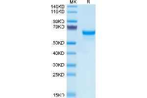 PRNP Protein (AA 23-230) (Fc Tag)