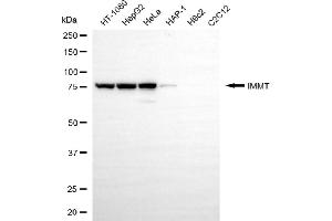 Western blotting analysis using IMMT antibody (ABIN7799039).