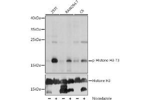 Western blot analysis of extracts of various cell lines, using Phospho-Histone H3-T3 pAb (ABIN7267690) at 1:1000 dilution or Histone H3 antibody (ABIN3023242, ABIN3023243, ABIN3023244, ABIN1513010 and ABIN6219504).
