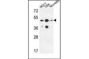 Western blot analysis using SGMS2 Antibody (C-term) Cat.