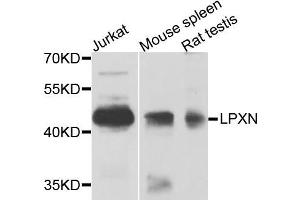 Western blot analysis of extracts of various cells, using LPXN antibody.