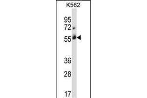 CBLC Antibody  (ABIN388072 and ABIN2845789) western blot analysis in K562 cell line lysates (35 μg/lane). (CBLC Antikörper  (C-Term))