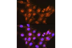 Immunofluorescence analysis of NIH-3T3 cells using PSM Rabbit mAb (ABIN7269599) at dilution of 1:100 (40x lens). (PSMA1 Antikörper)