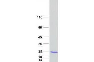 Validation with Western Blot (LCE3C Protein (Myc-DYKDDDDK Tag))