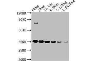 Western Blot Positive WB detected in: HA-tagged fusion protein at 50 ng, 25 ng, 12. (HA-Tag Antikörper)