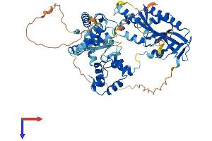 MUS81 Protein (AA 1-551) (His tag)