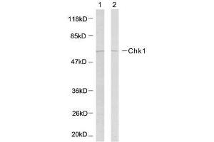 Western blot analysis of the extracts using Chk1 (Ab-317) antibody (E021114). (CHEK1 Antikörper)